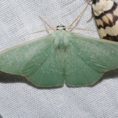 Prasinocyma semicrocea (Common Gum Emerald moth) at WendyM's farm at Freshwater Ck. - 22 Dec 2022 by WendyEM