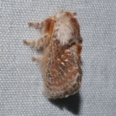 Pseudanapaea (genus) (A cup moth) at WendyM's farm at Freshwater Ck. - 21 Dec 2022 by WendyEM