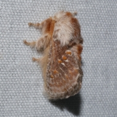 Pseudanapaea (genus) (A cup moth) at WendyM's farm at Freshwater Ck. - 22 Dec 2022 by WendyEM