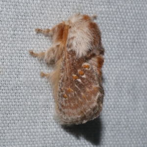 Pseudanapaea (genus) at WendyM's farm at Freshwater Ck. - 22 Dec 2022 04:04 AM