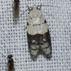 Tracholena sulfurosa (A tortrix moth) at Freshwater Creek, VIC - 21 Dec 2022 by WendyEM