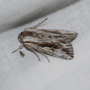 Persectania ewingii at WendyM's farm at Freshwater Ck. - 21 Dec 2022 10:09 PM