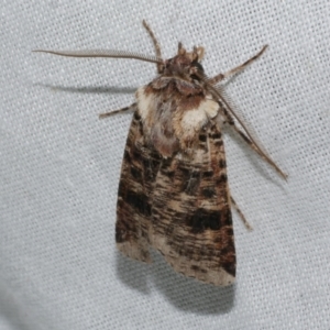 Agrotis porphyricollis at WendyM's farm at Freshwater Ck. - 21 Dec 2022 11:58 PM