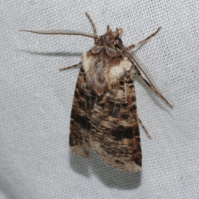 Agrotis porphyricollis (Variable Cutworm) at Freshwater Creek, VIC - 21 Dec 2022 by WendyEM