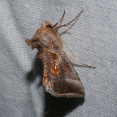 Ctenoplusia limbirena (Scar Bank Gem) at WendyM's farm at Freshwater Ck. - 21 Dec 2022 by WendyEM