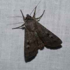 Agrotis infusa (Bogong Moth, Common Cutworm) at Freshwater Creek, VIC - 21 Dec 2022 by WendyEM