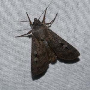 Agrotis infusa at WendyM's farm at Freshwater Ck. - 21 Dec 2022