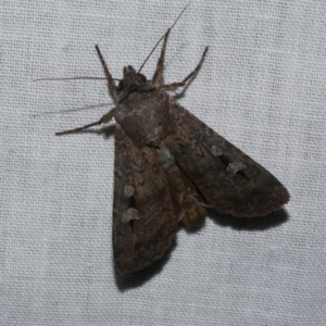 Agrotis infusa at WendyM's farm at Freshwater Ck. - 21 Dec 2022 10:10 PM