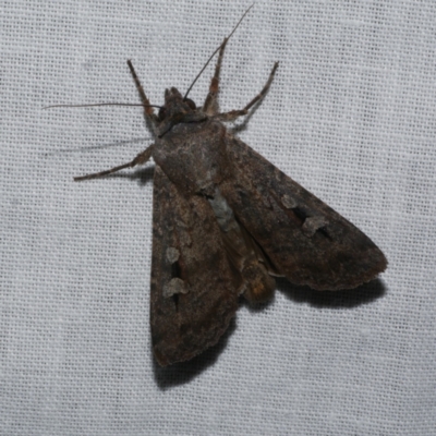 Agrotis infusa (Bogong Moth, Common Cutworm) at Freshwater Creek, VIC - 21 Dec 2022 by WendyEM
