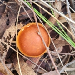 Unidentified Fungus at Aranda Bushland - 24 Jun 2024 by WalkYonder