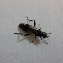 Exaireta spinigera (Garden Soldier Fly) at Carina, QLD - 29 Jun 2024 by phils0564