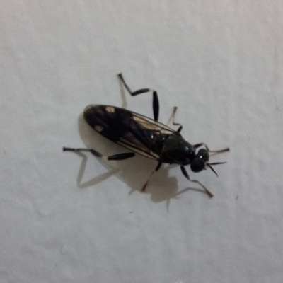 Exaireta spinigera (Garden Soldier Fly) at Carina, QLD - 29 Jun 2024 by phils0564