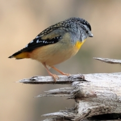 Pardalotus punctatus (Spotted Pardalote) at Felltimber Creek NCR - 29 Jun 2024 by KylieWaldon