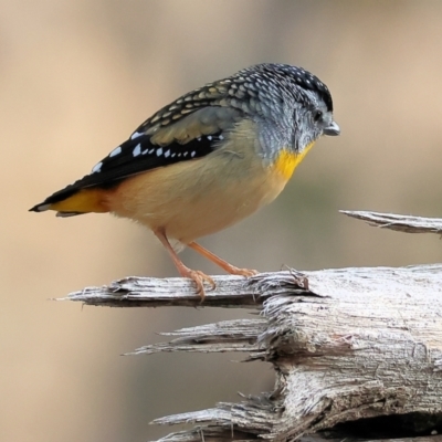 Pardalotus punctatus (Spotted Pardalote) at Wodonga - 28 Jun 2024 by KylieWaldon