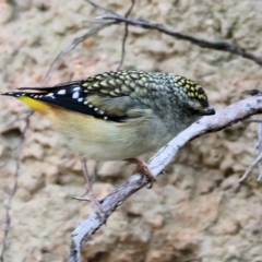 Pardalotus punctatus at Felltimber Creek NCR - 29 Jun 2024