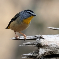 Pardalotus punctatus at Felltimber Creek NCR - 29 Jun 2024