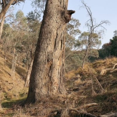 Eucalyptus albens (White Box) at Felltimber Creek NCR - 29 Jun 2024 by KylieWaldon