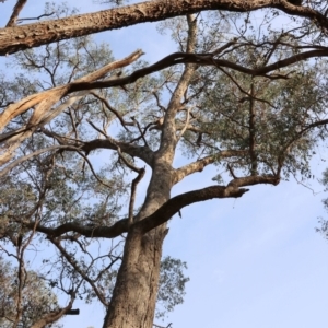 Eucalyptus albens at Felltimber Creek NCR - 29 Jun 2024 09:21 AM