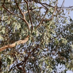 Eucalyptus albens at Felltimber Creek NCR - 29 Jun 2024 09:21 AM