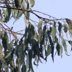 Eucalyptus albens at Felltimber Creek NCR - 29 Jun 2024 09:21 AM