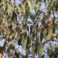 Eucalyptus albens at Felltimber Creek NCR - 29 Jun 2024 09:21 AM