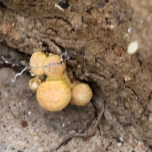 Gymnopilus junonius at Wodonga - 29 Jun 2024