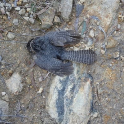 Aegotheles cristatus (Australian Owlet-nightjar) at QPRC LGA - 26 Jun 2024 by Paul4K