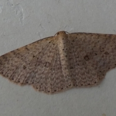 Epicyme rubropunctaria (Red-spotted Delicate) at QPRC LGA - 27 Jun 2024 by Paul4K