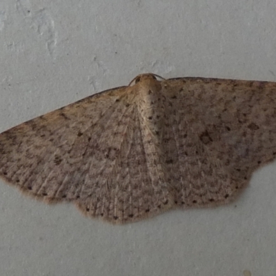 Epicyme rubropunctaria (Red-spotted Delicate) at QPRC LGA - 27 Jun 2024 by Paul4K