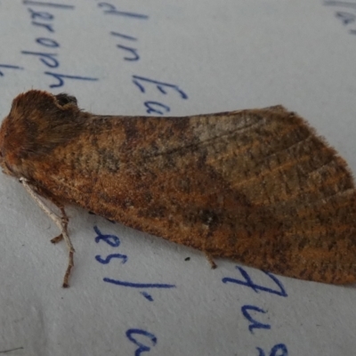 Fisera belidearia (Two-toned Crest-moth) at QPRC LGA - 27 Jun 2024 by Paul4K