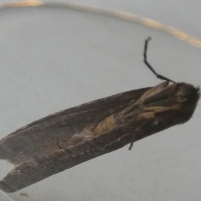 Lepidoscia (genus) ADULT (A Case moth) at QPRC LGA - 27 Jun 2024 by Paul4K