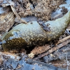 Limacus flavus at Goulburn, NSW - 29 Jun 2024 by trevorpreston