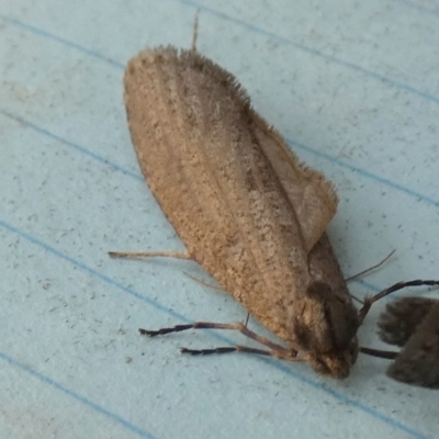 Lepidoscia (genus) ADULT (A Case moth) at QPRC LGA - 27 Jun 2024 by Paul4K