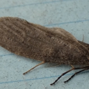 Lepidoscia (genus) ADULT at QPRC LGA - 27 Jun 2024