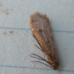 Lepidoscia (genus) ADULT (A Case moth) at QPRC LGA - 27 Jun 2024 by Paul4K