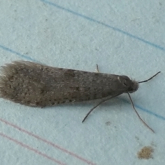 Lepidoscia (genus) ADULT (A Case moth) at Boro - 27 Jun 2024 by Paul4K