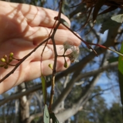 Eucalyptus globulus subsp. bicostata at QPRC LGA - 26 Jun 2024 by Paul4K