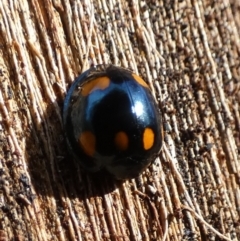 Orcus australasiae (Orange-spotted Ladybird) at QPRC LGA - 27 Jun 2024 by Paul4K