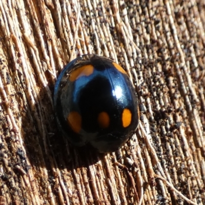 Orcus australasiae (Orange-spotted Ladybird) at QPRC LGA - 27 Jun 2024 by Paul4K