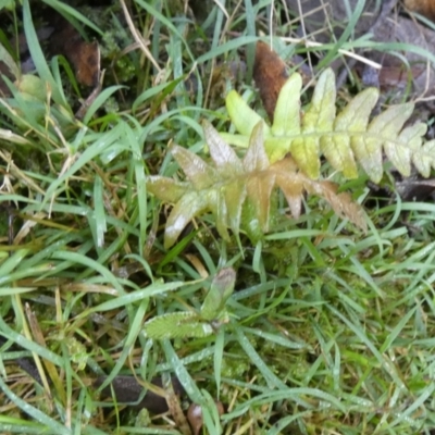 Blechnum (genus) (A Hard Fern) at Boro - 27 Jun 2024 by Paul4K