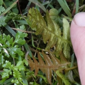 Blechnum sp. at Boro - 27 Jun 2024