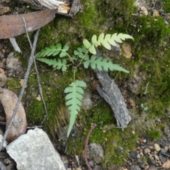 Blechnum (genus) (A Hard Fern) at Borough, NSW - 27 Jun 2024 by Paul4K