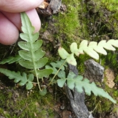 Blechnum sp. at Borough, NSW - suppressed