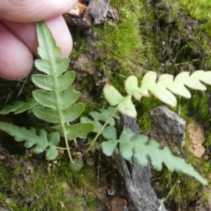 Blechnum sp. at Borough, NSW - suppressed