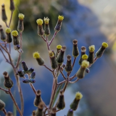 Senecio campylocarpus (Swamp Cotton Fireweed) at Goulburn Wetlands - 29 Jun 2024 by trevorpreston