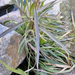 Senecio campylocarpus at Goulburn Wetlands - 29 Jun 2024