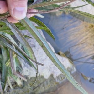 Senecio campylocarpus at Goulburn Wetlands - 29 Jun 2024