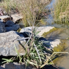 Senecio campylocarpus at Goulburn Wetlands - 29 Jun 2024