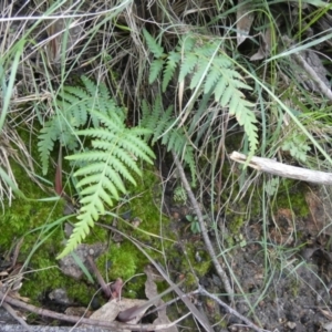 Cyathea australis subsp. australis at Borough, NSW - 27 Jun 2024