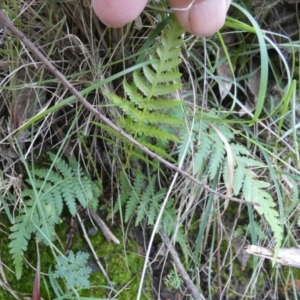 Cyathea australis subsp. australis at Borough, NSW - 27 Jun 2024